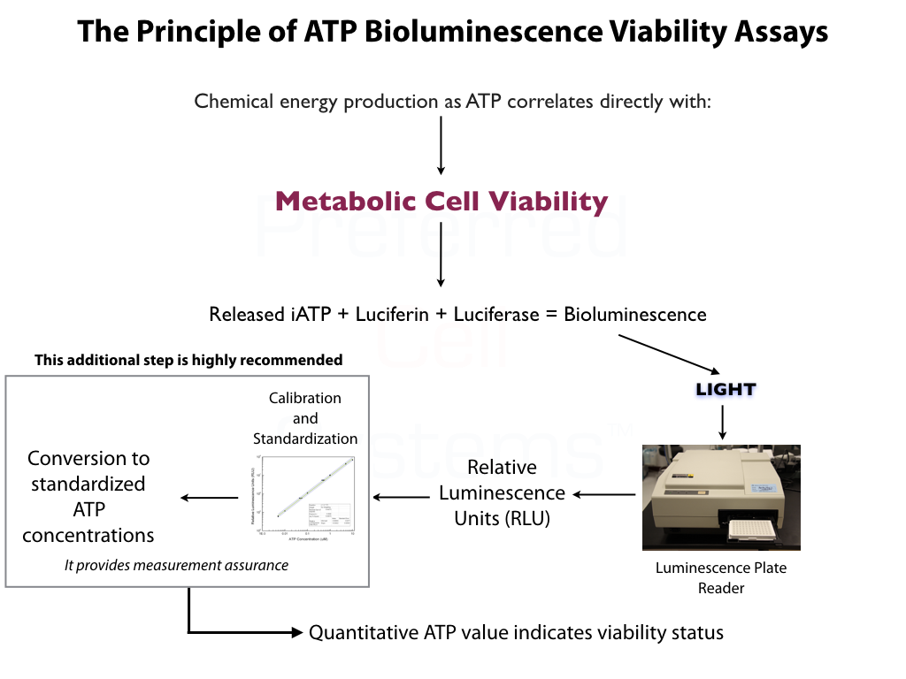 Principle of ATP Bioluminescence Metabolic Viability Assays